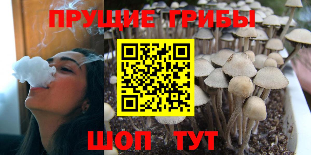 закладки  Вход с VPN  Обнинск  Галлюциногенные грибы Psilocybe  Псилоцибиновые грибы мицелий 